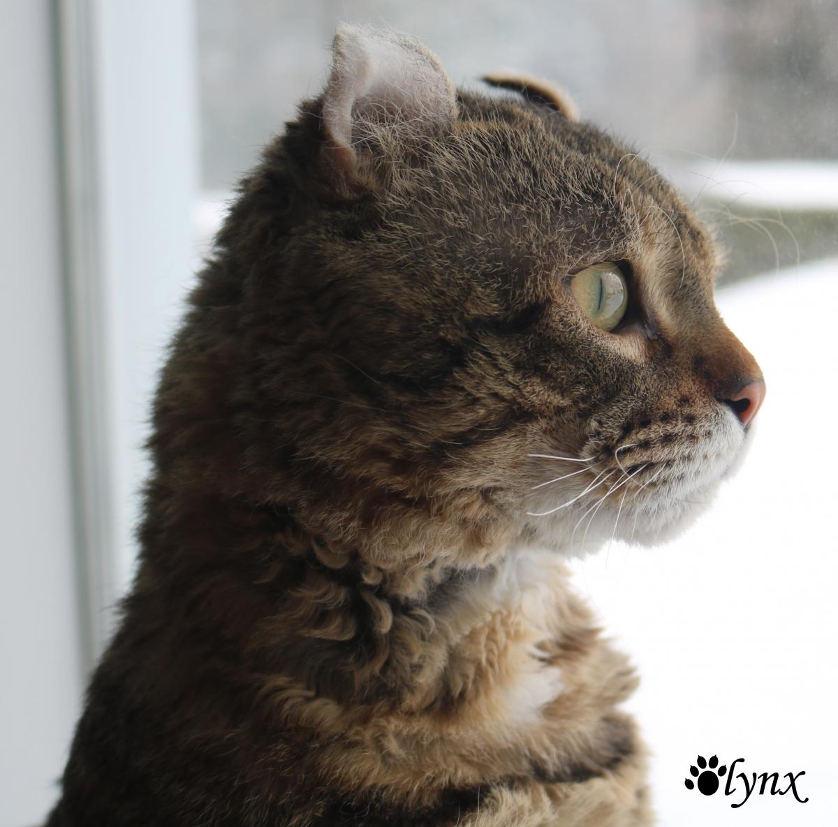 Chat mâle Mohave Bob (Highland Lynx au poil rex)