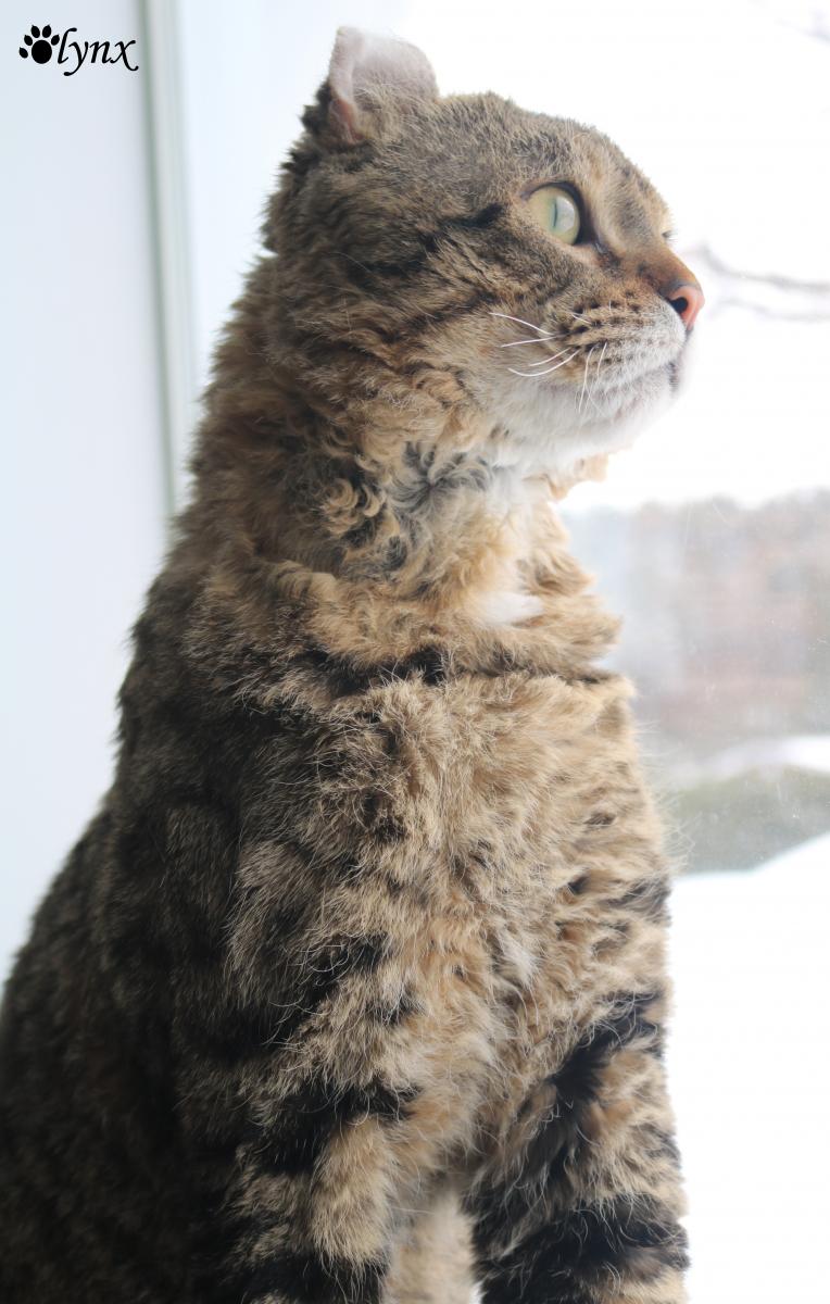 Chat mâle Mohave Bob (Highland Lynx au poil rex)