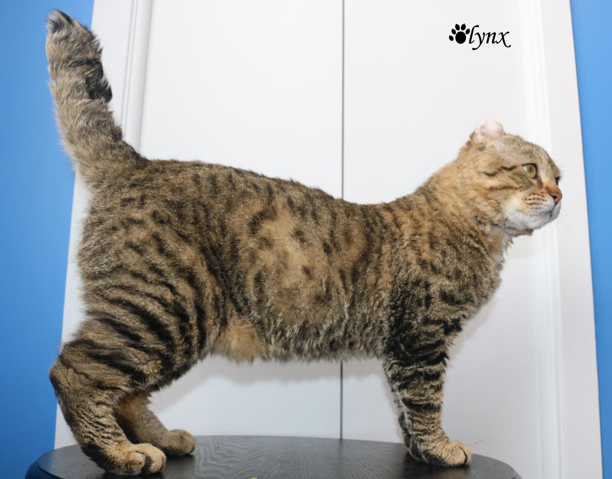 Chat mâle Mohave Bob (Highland Lynx au poil rex)