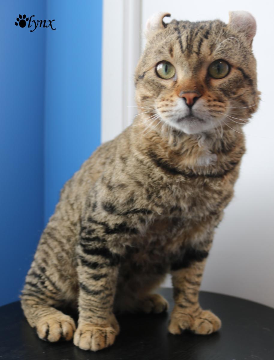 Chat mâle Mohave Bob (Highland Lynx au poil rex)