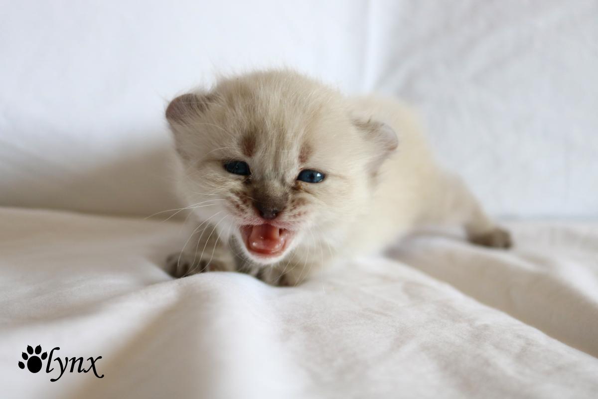 Femelle Highland Lynx