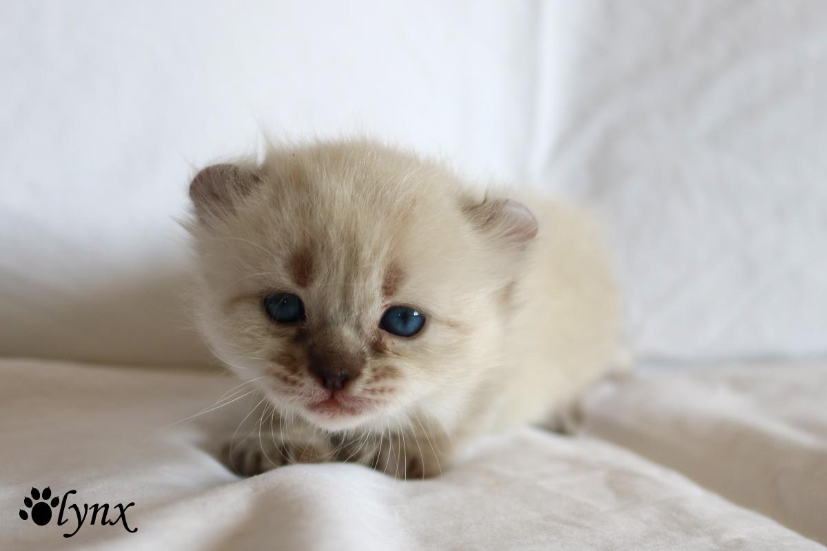 Femelle Highland Lynx