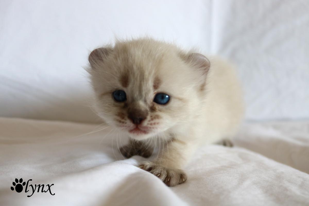 Femelle Highland Lynx