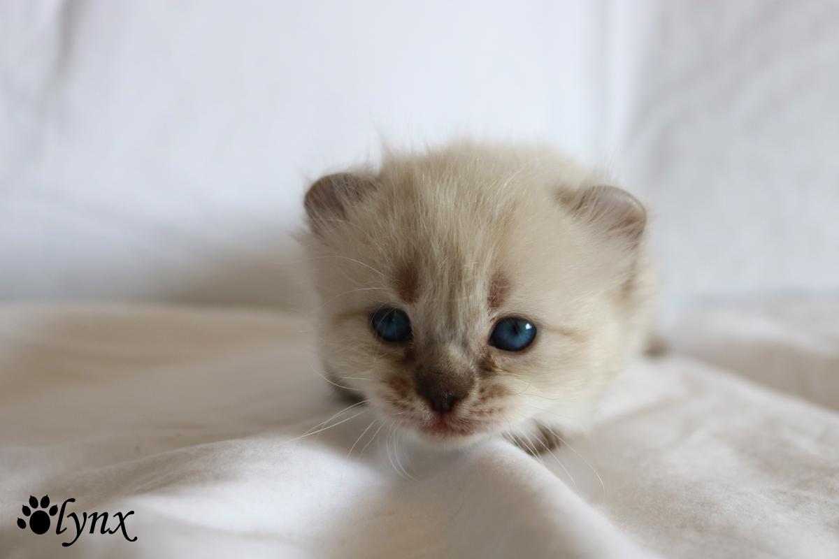 Femelle Highland Lynx