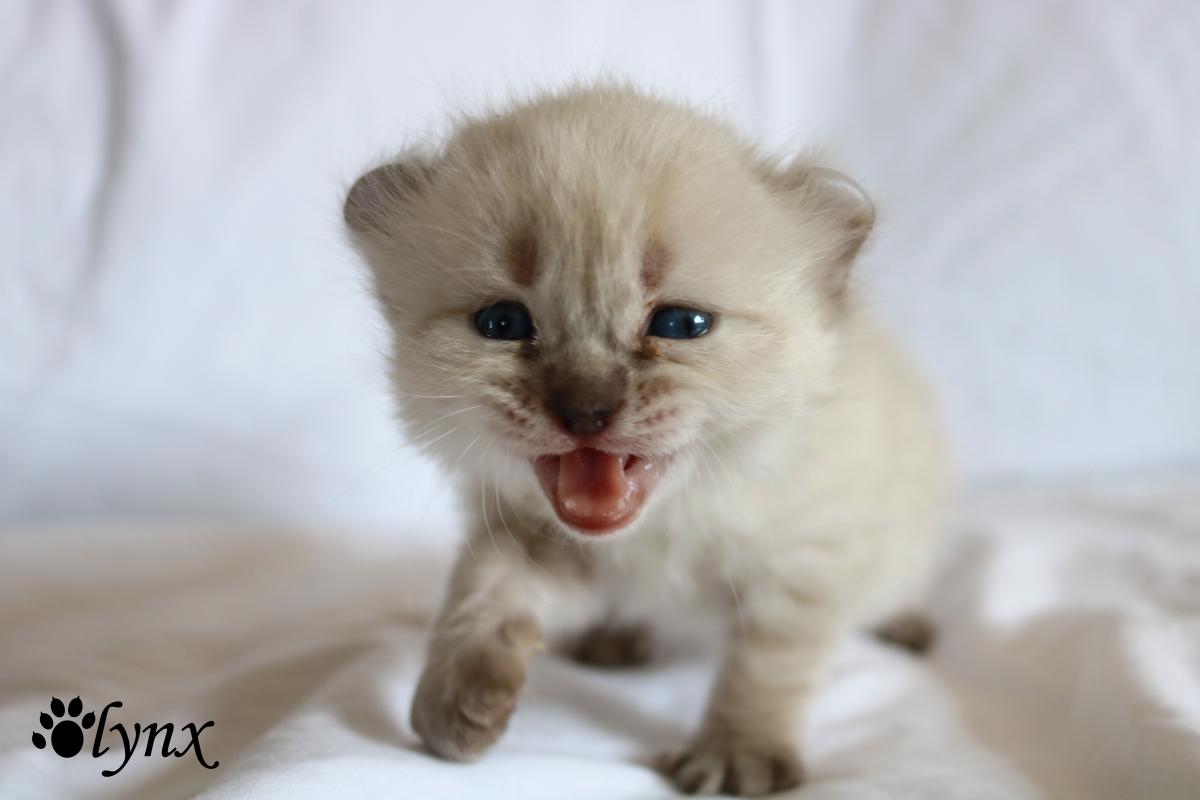 Femelle Highland Lynx