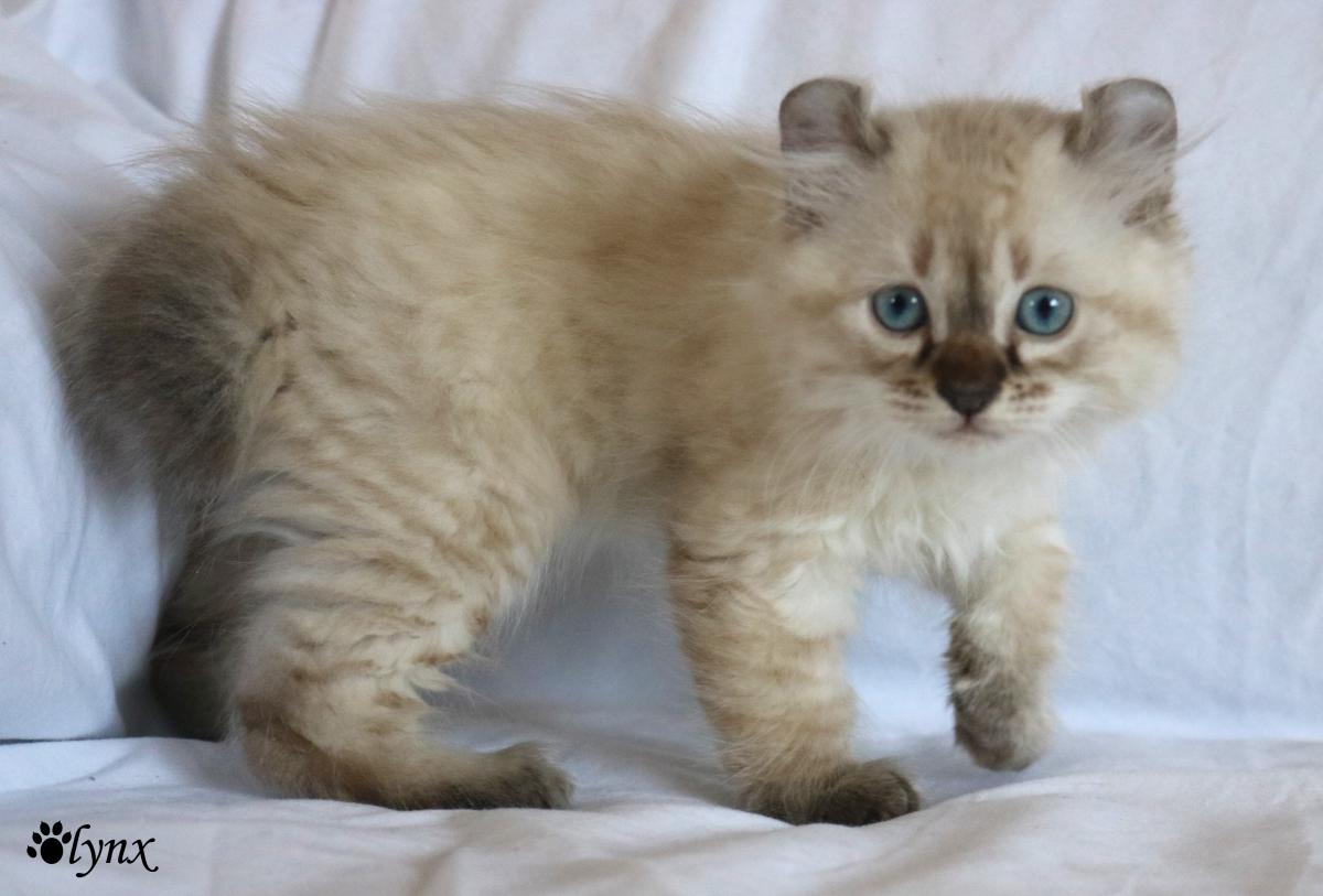 Femelle Highland Lynx