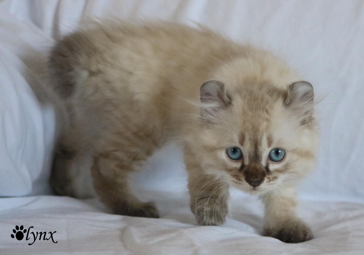 Femelle Highland Lynx