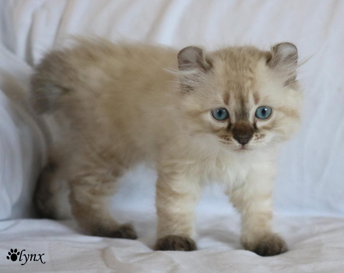 Femelle Highland Lynx