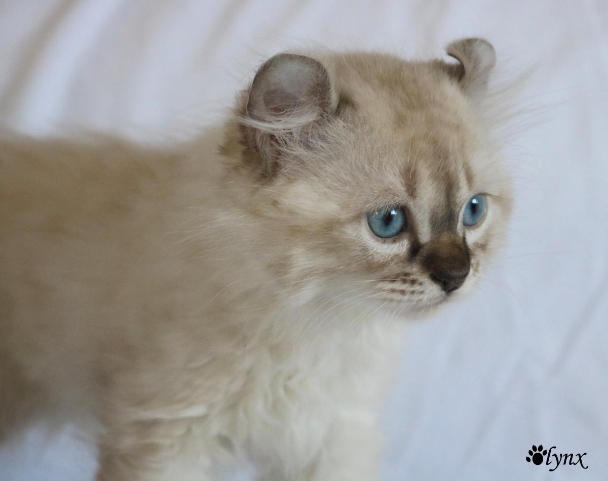 Femelle Highland Lynx