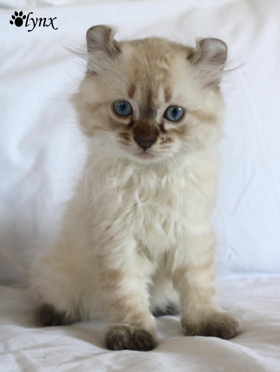 Femelle Highland Lynx