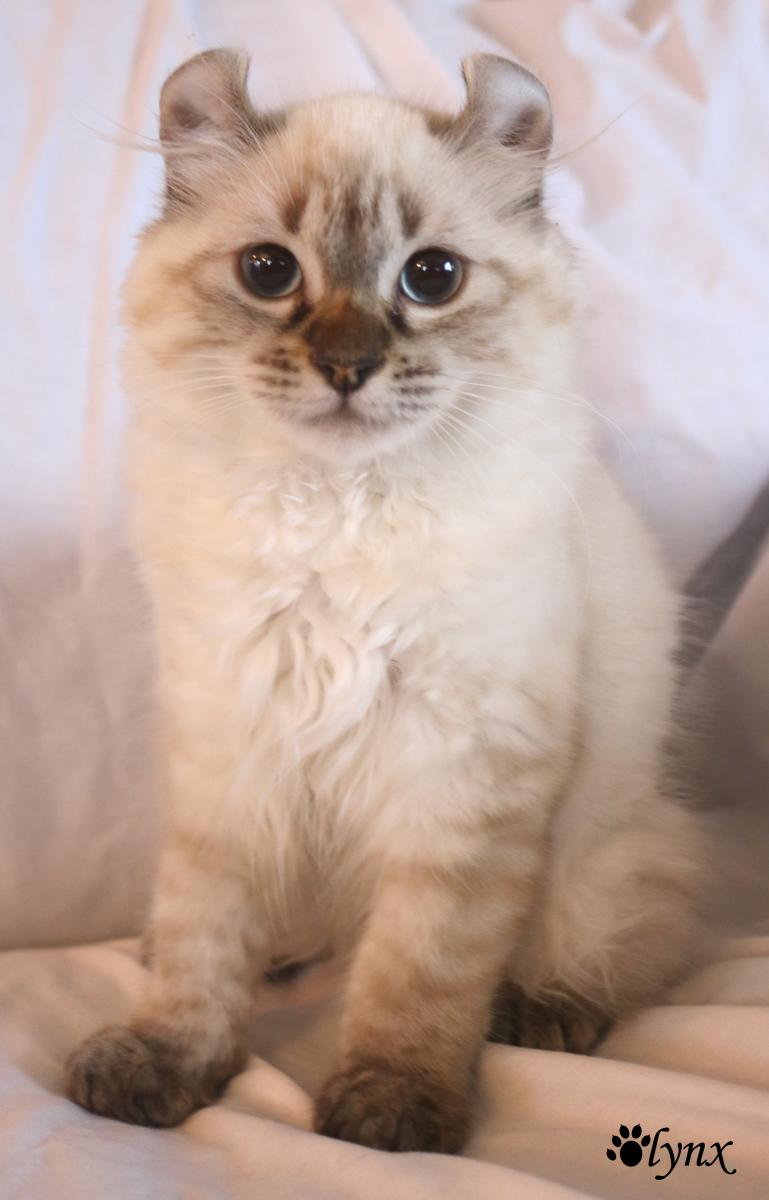 Femelle Highland Lynx