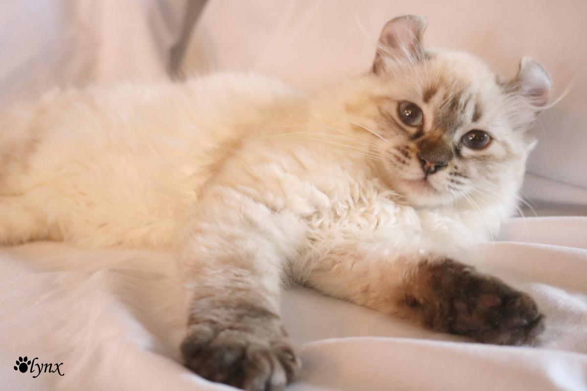 Femelle Highland Lynx