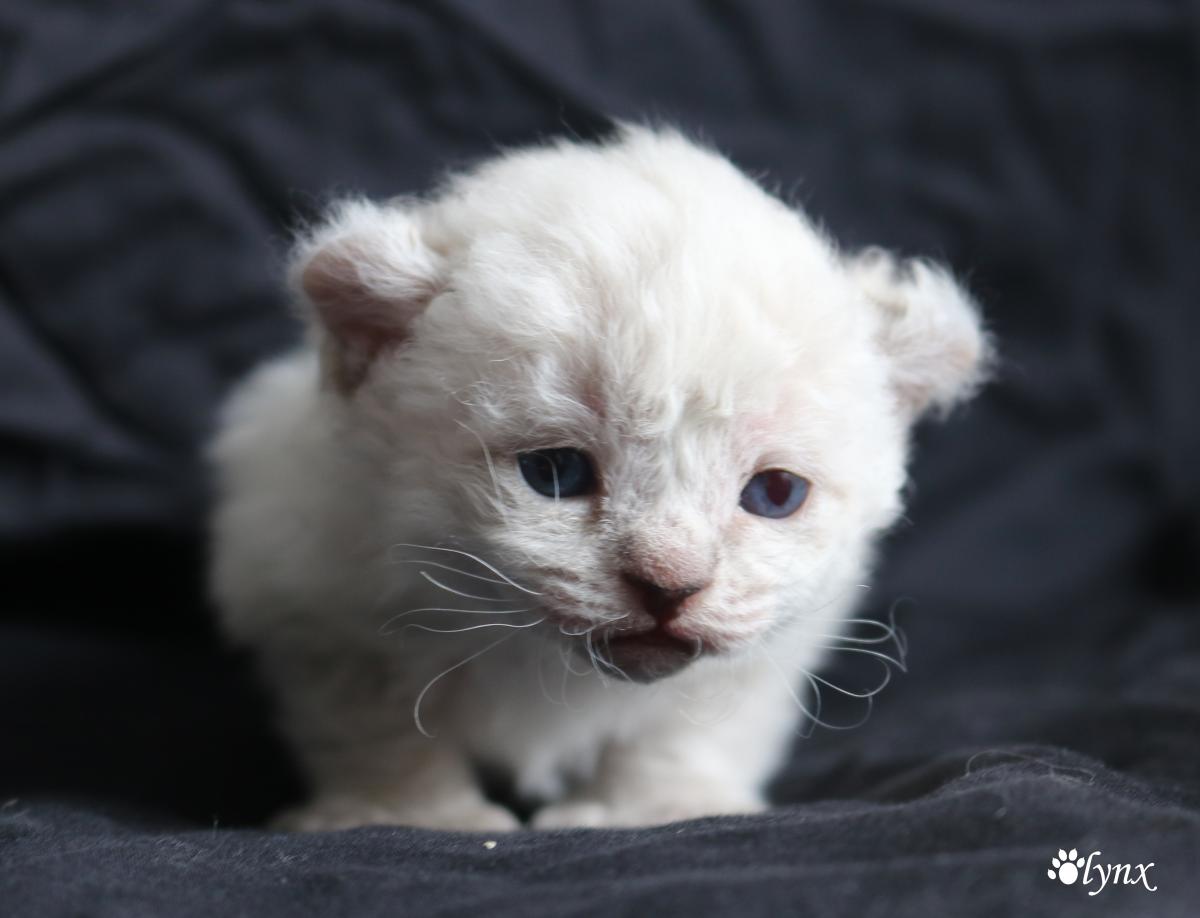 Femelle Highland Lynx - Mohave Bob