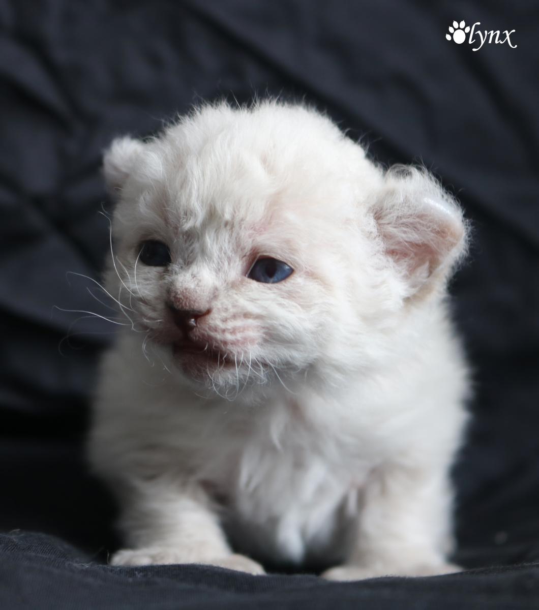 Femelle Highland Lynx - Mohave Bob