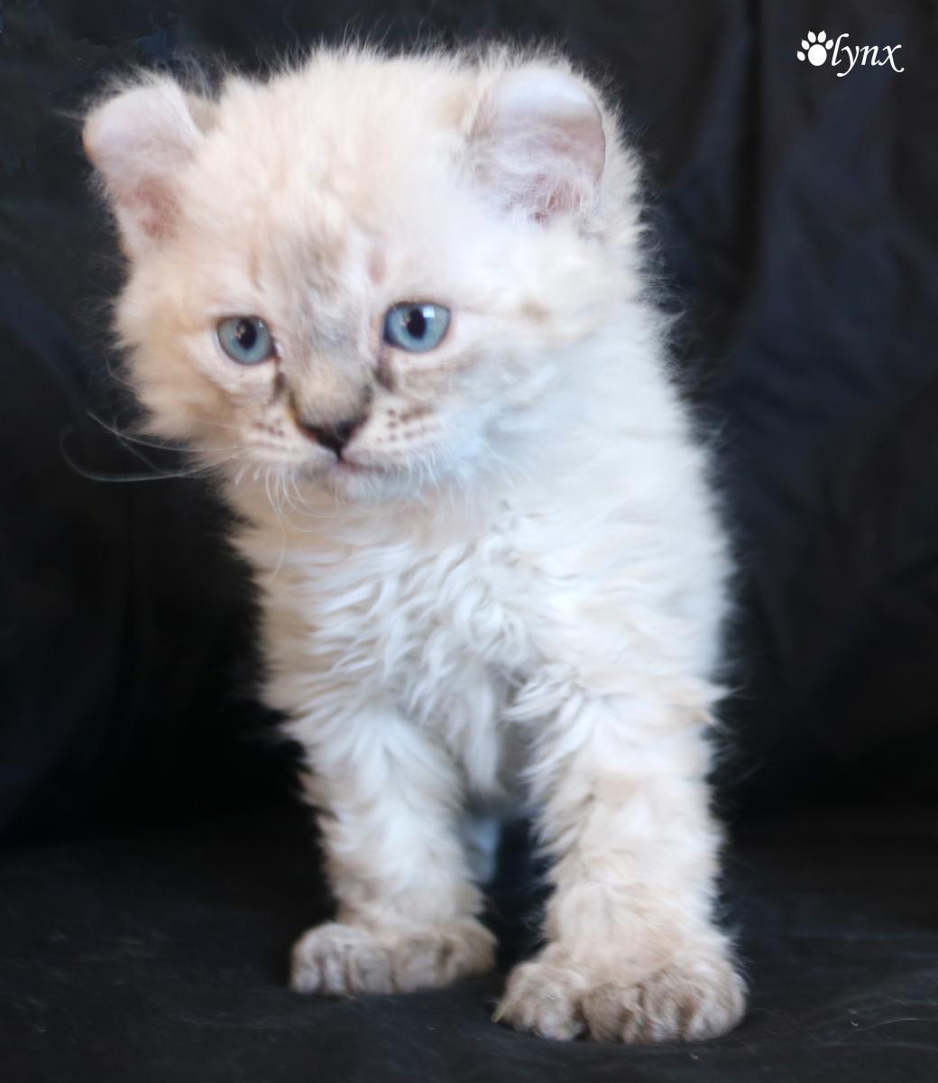 Femelle Highland Lynx - Mohave Bob