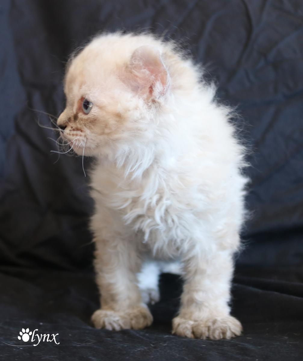 Femelle Highland Lynx - Mohave Bob